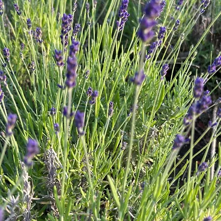 Lavendel * Obergurig