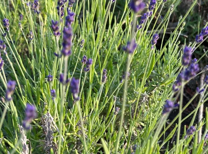 Lavendel * Obergurig